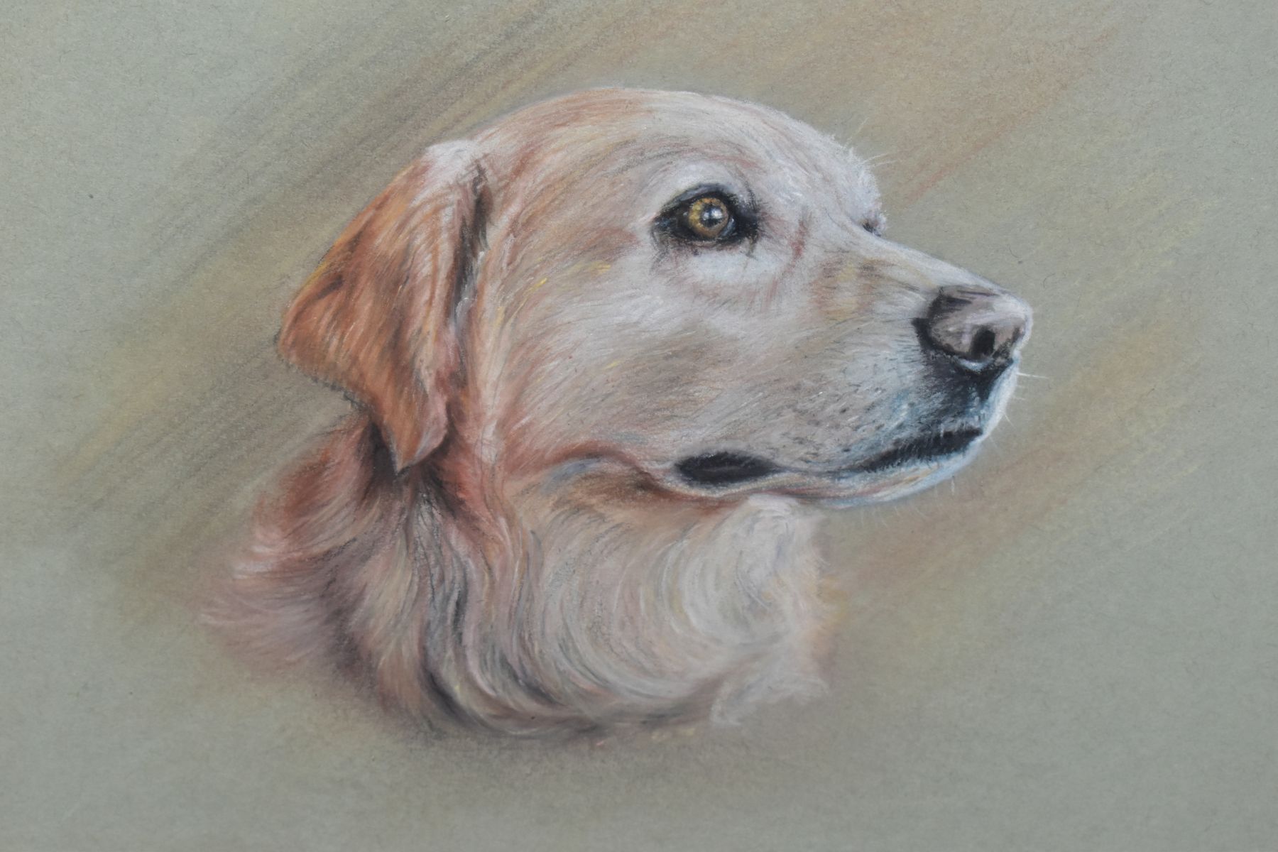 RODERICK LOVESEY (BRITISH 1944-2002) two pastel portrait sketches of dogs, a Retriever and a Black - Image 2 of 7