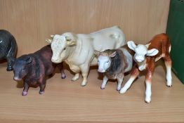 A BESWICK CHAROLAIS BULL, No. 2463A, gloss (both horns broken) and a Hereford calf No. 854 (brown