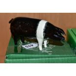 A BESWICK WESSEX SADDLEBACK BOAR, Ch 'fairacre Viscount 3rd' Nom 1512, designed by Colin