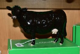 A BOXED LIMITED EDITION RARE BREED BLACK GALLOWAY COW, No 4113B produced for Beswick Collectors Club