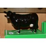 A BOXED LIMITED EDITION RARE BREED BLACK GALLOWAY COW, No 4113B produced for Beswick Collectors Club