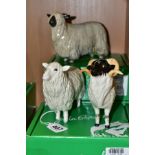 THREE BOXED BESWICK RARE BREED SHEEP, comprising 'Cotswold Sheep' No 4122, 'Wensleydale Sheep' No