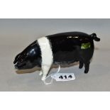 A BESWICK WESSEX SADDLEBACK SOW, Ch 'Merrywood Silver Wings 56th' No 1511, designed by Colin