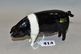 A BESWICK WESSEX SADDLEBACK SOW, Ch 'Merrywood Silver Wings 56th' No 1511, designed by Colin