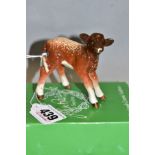 A BESWICK DAIRY SHORTHORN CALF, No.1406C, oval Beswick backstamp, with an odd box (condition: no