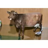 A BESWICK DAIRY SHORTHORN COW, Ch. 'Eaton Wild Eyes 91st', No.1510, oval Beswick backstamp (