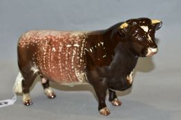 A BESWICK DAIRY SHORTHORN BULL, Ch. 'Gwersylt Lord Oxford 74th', No.1504, oval Beswick backstamp (