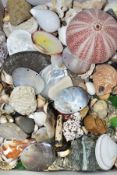 A QUANTITY OF SEA SHELLS, FOSSILS, MOTHER OF PEARL etc, polished stones, glass beads etc