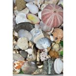 A QUANTITY OF SEA SHELLS, FOSSILS, MOTHER OF PEARL etc, polished stones, glass beads etc