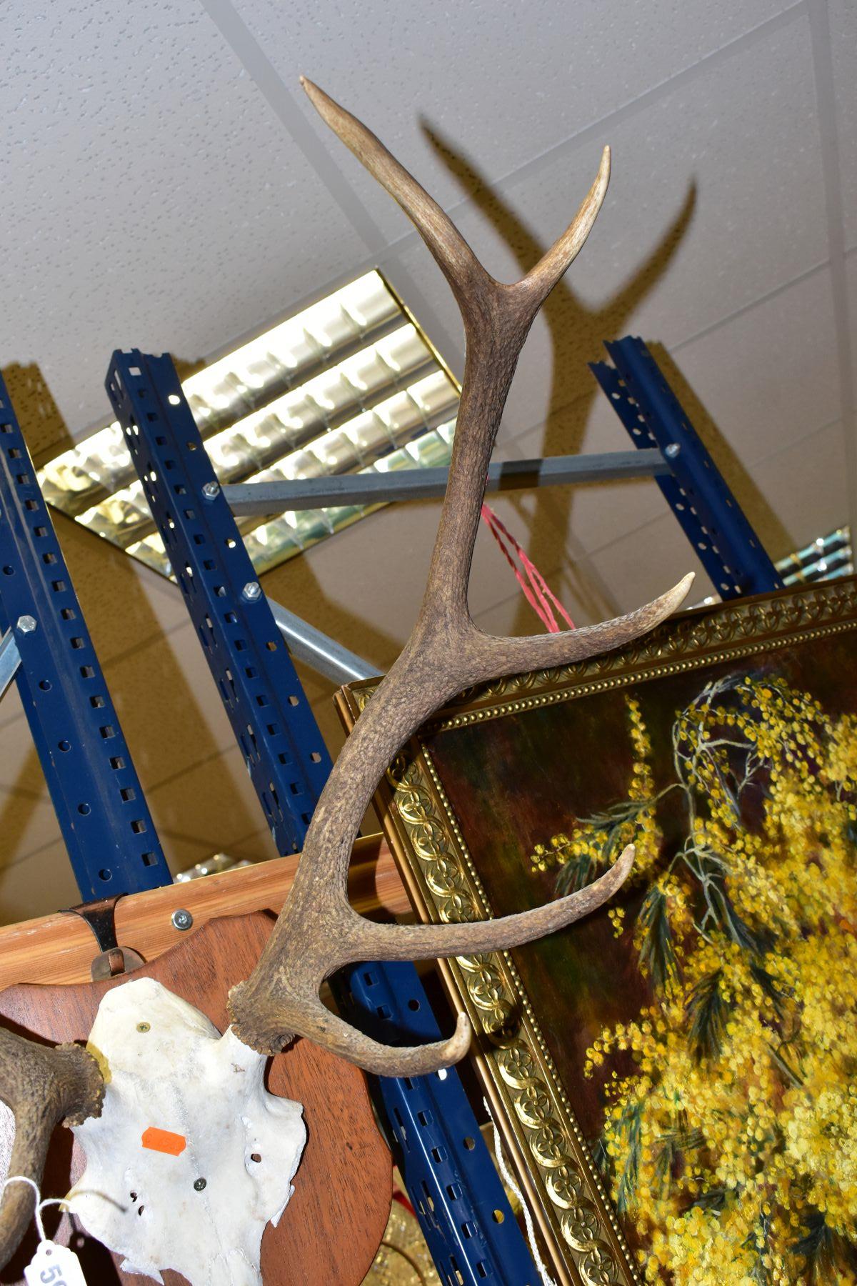 A PAIR OF MOUNTED ANTLERS, mounted on a shield shaped wooden plaque (with personalised inscription - Image 3 of 6
