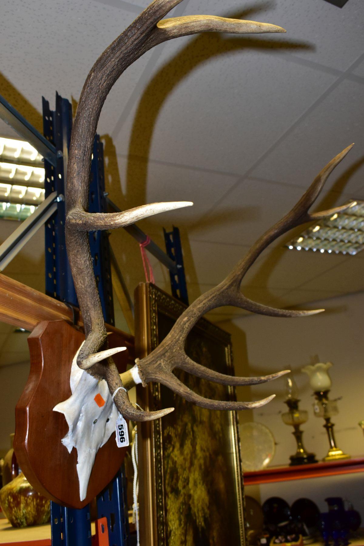 A PAIR OF MOUNTED ANTLERS, mounted on a shield shaped wooden plaque (with personalised inscription - Image 5 of 6