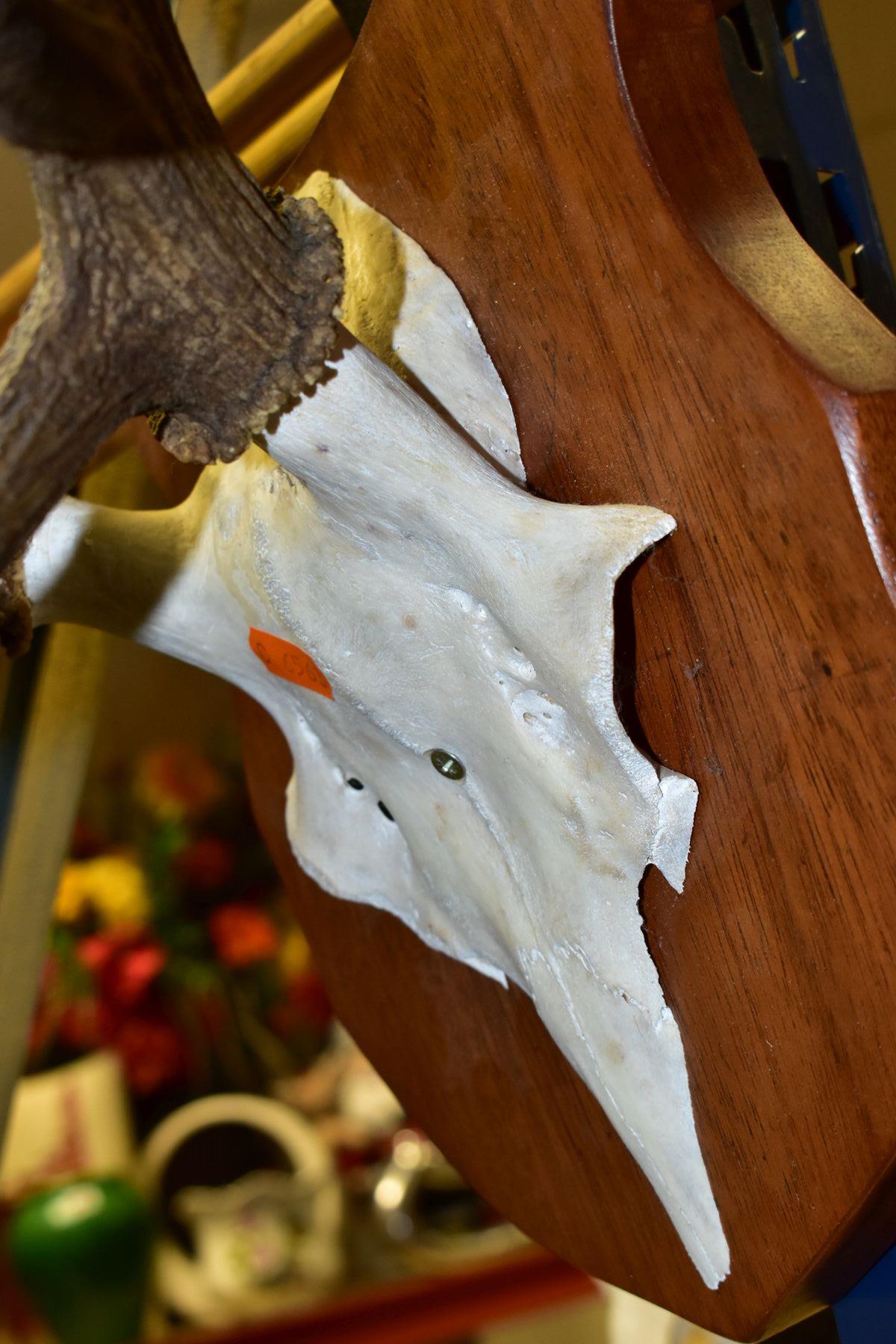 A PAIR OF MOUNTED ANTLERS, mounted on a shield shaped wooden plaque (with personalised inscription - Image 6 of 6