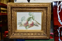 A LATE 19TH/EARLY 20TH CENTURY STILL LIFE STUDY, of two apples and foliage, watercolour, unsigned,