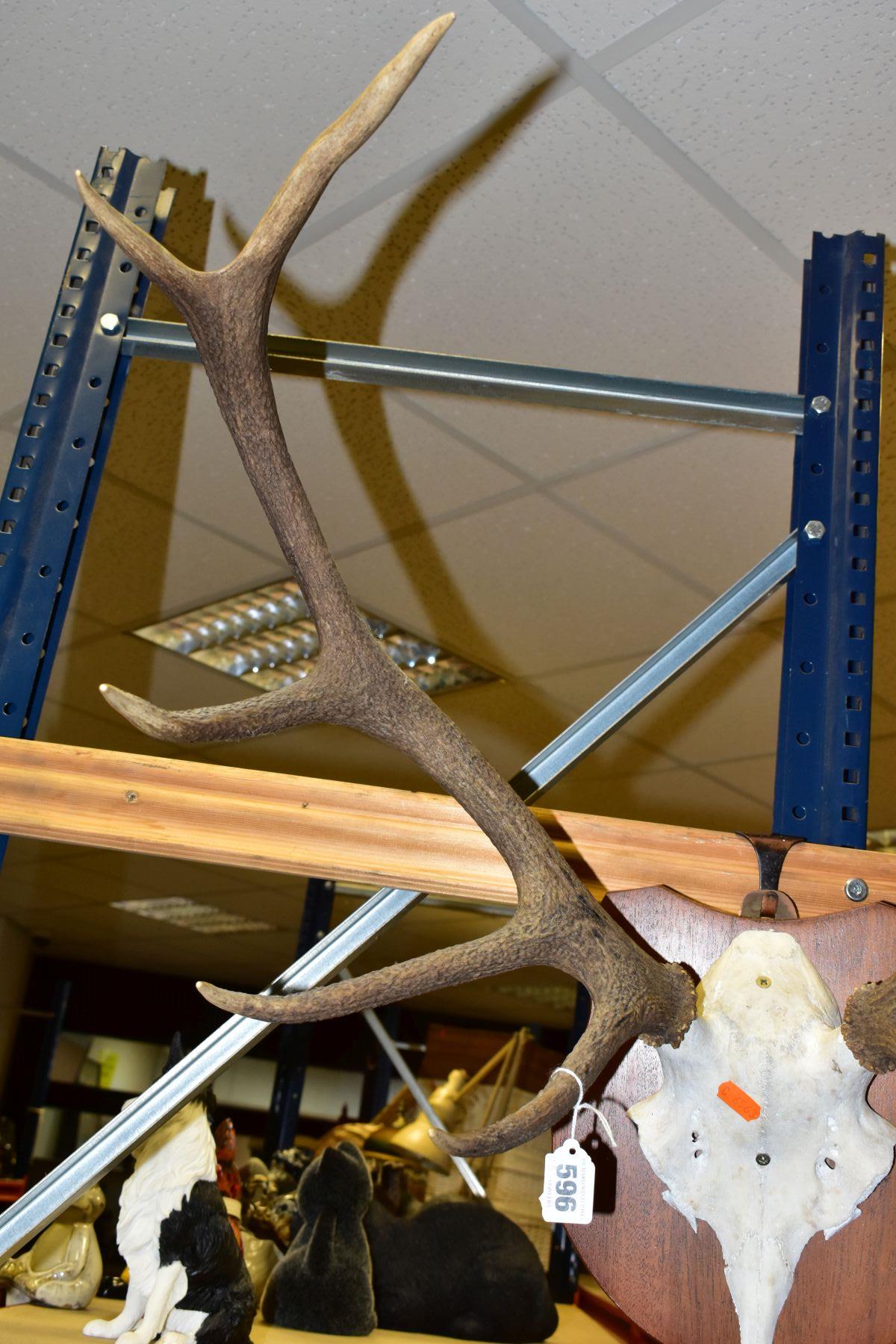 A PAIR OF MOUNTED ANTLERS, mounted on a shield shaped wooden plaque (with personalised inscription - Image 4 of 6
