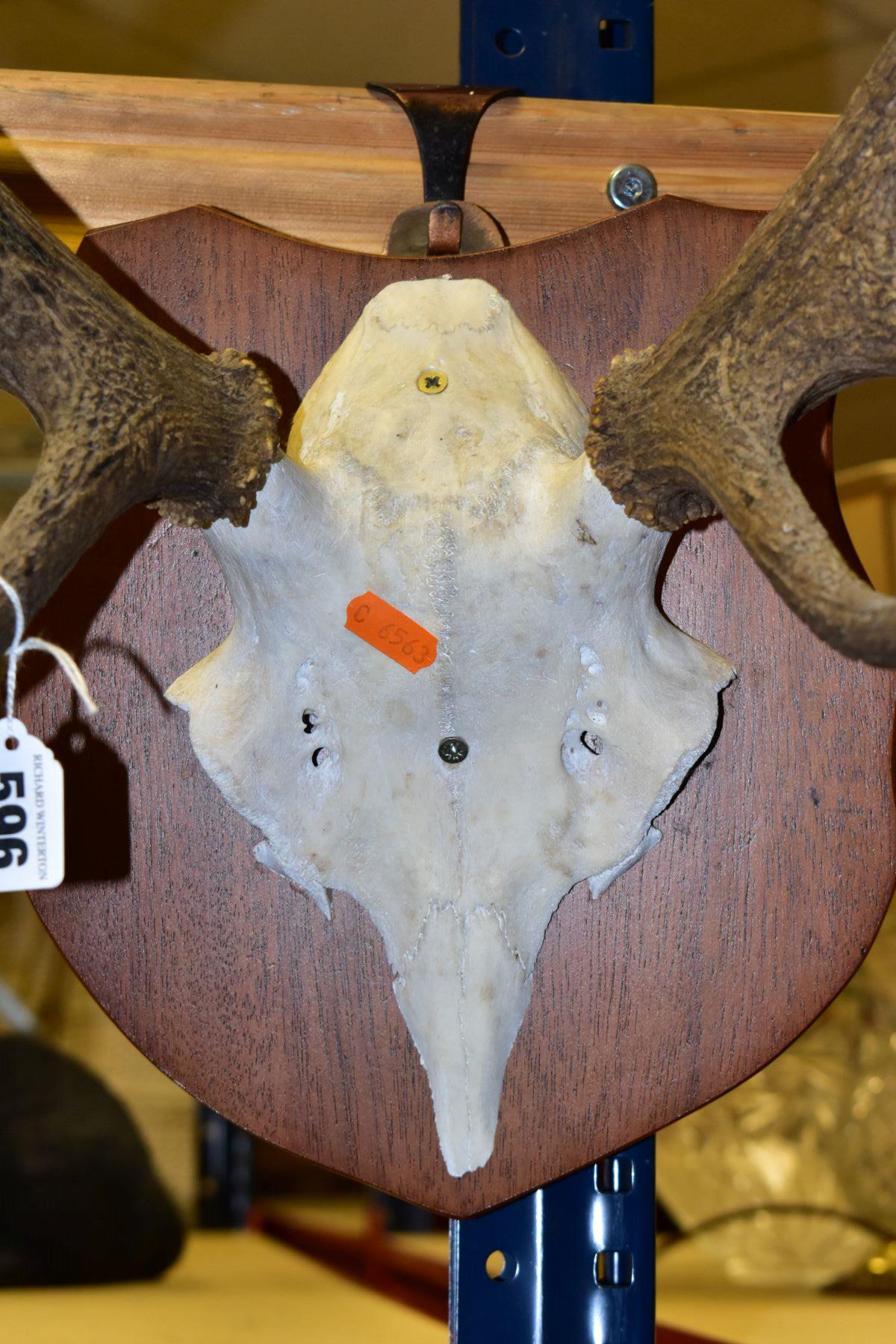 A PAIR OF MOUNTED ANTLERS, mounted on a shield shaped wooden plaque (with personalised inscription - Image 2 of 6