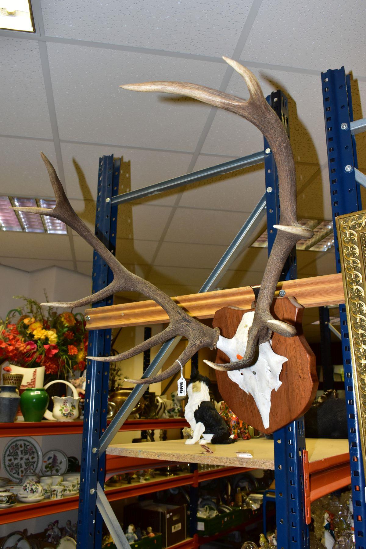 A PAIR OF MOUNTED ANTLERS, mounted on a shield shaped wooden plaque (with personalised inscription