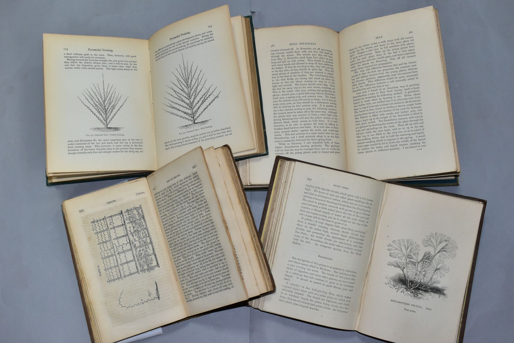 ANTIQUARIAN GARDEN BOOKS, EARLE; Mrs. C.W, More Pot-Pourri from a Surrey Garden, pub. Smith, Elder & - Image 5 of 5