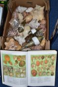 TWO BOXES OF ASSORTED SEASHELLS AND JEROME M.EISENBERG'S 'A COLLECTOR'S GUIDE TO SEASHELLS OF THE