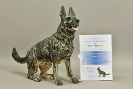 APRIL SHEPHERD (BRITISH CONTEMPORARY) 'RARING TO GO' an artist proof sculpture of an Alsatian dog