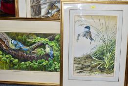 WARWICK HIGGS (BRITISH 1956) THREE WATERCOLOUR STUDIES OF BIRDS, the first depicts a pair of blue