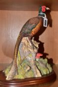 A BORDER FINE ARTS BFA96 WOODLAND MAJESTY SCULPUTRE OF A PHEASANT, perched on a tree stump with