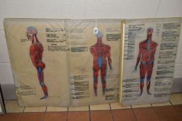 ANATOMICAL DRAWINGS OF THE HUMAN BODY, possibly drawn by a trainee Doctor as some are inscribed M