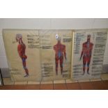 ANATOMICAL DRAWINGS OF THE HUMAN BODY, possibly drawn by a trainee Doctor as some are inscribed M