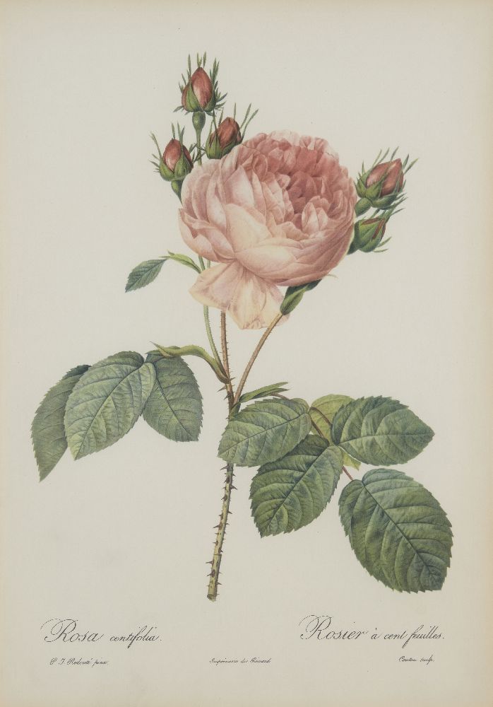 After Pierre Joseph Redouté, Belgian 1759-1840- Rose series; lithographs, nine, engraved by - Image 9 of 9