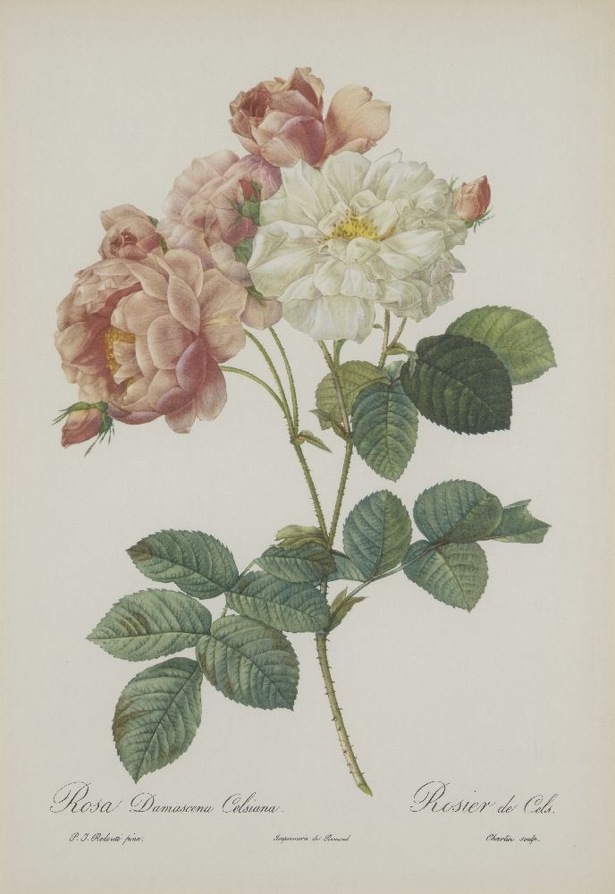 After Pierre Joseph Redouté, Belgian 1759-1840- Rose series; lithographs, nine, engraved by - Image 6 of 9