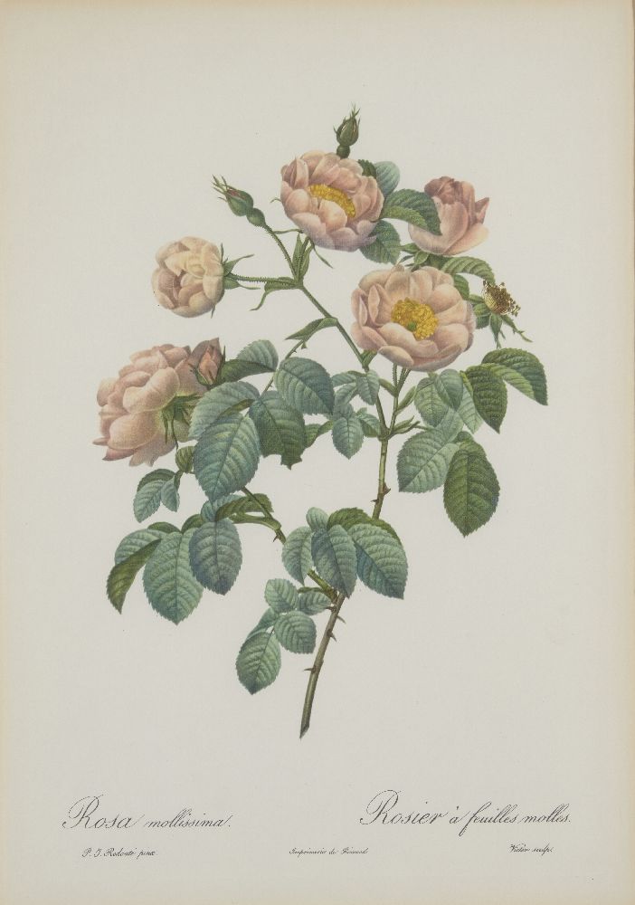 After Pierre Joseph Redouté, Belgian 1759-1840- Rose series; lithographs, nine, engraved by - Image 3 of 9