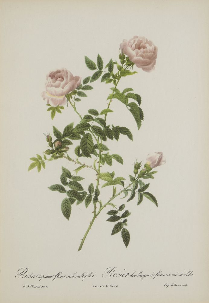 After Pierre Joseph Redouté, Belgian 1759-1840- Rose series; lithographs, nine, engraved by - Image 7 of 9