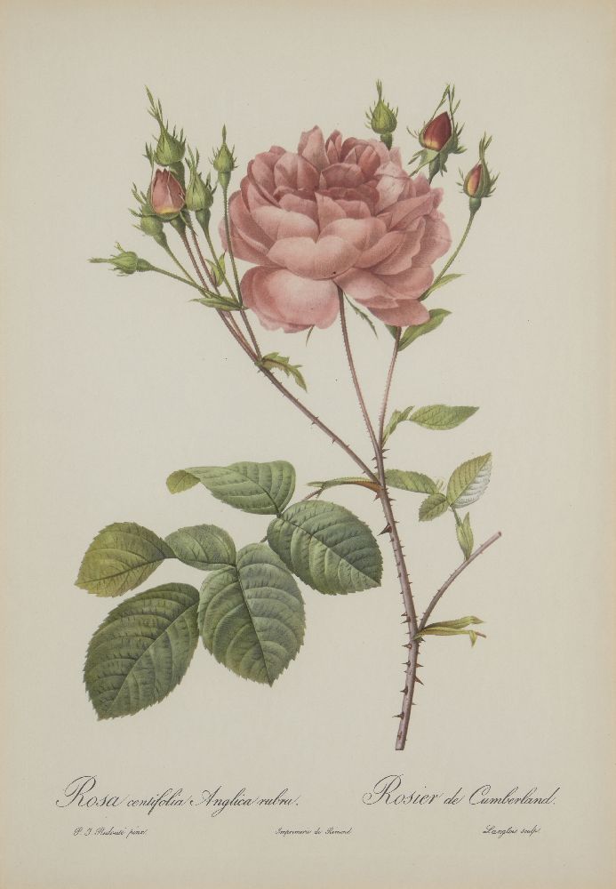 After Pierre Joseph Redouté, Belgian 1759-1840- Rose series; lithographs, nine, engraved by - Image 2 of 9