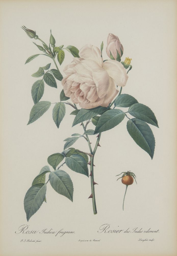 After Pierre Joseph Redouté, Belgian 1759-1840- Rose series; lithographs, nine, engraved by - Image 8 of 9