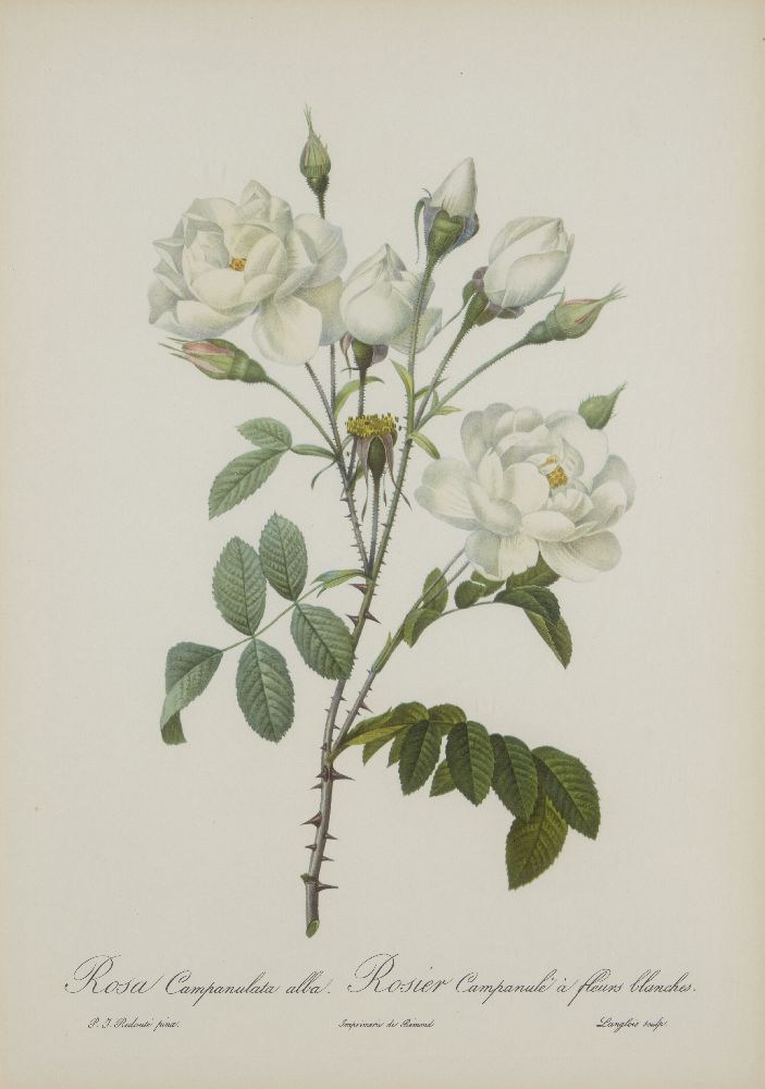 After Pierre Joseph Redouté, Belgian 1759-1840- Rose series; lithographs, nine, engraved by - Image 5 of 9