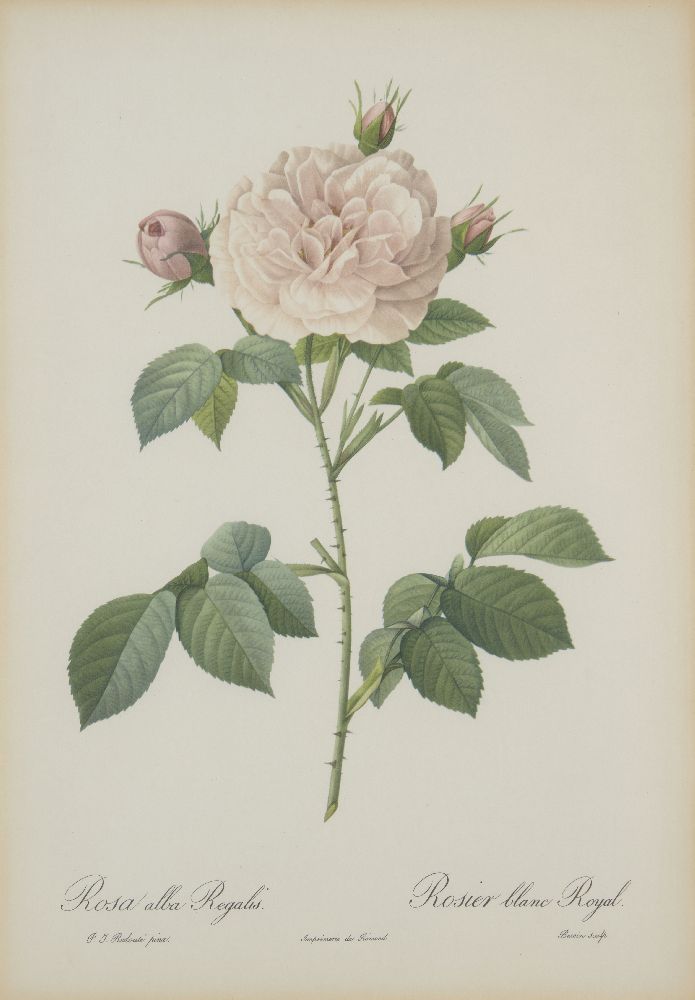 After Pierre Joseph Redouté, Belgian 1759-1840- Rose series; lithographs, nine, engraved by - Image 4 of 9