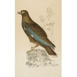 Archibald Fullerton & Co., publ., London & Edinburgh c.1820s-1867- Bird of prey; Hand-coloured