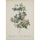 After Pierre Joseph Redouté, Belgian 1759-1840- Rose series; lithographs, nine, engraved by