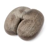 A coco de mer nut, 32cm x 29cm Provenance: Werner Forman (1921-2010) CollectionA coco de mer nut,