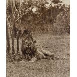 Arthur Radclyffe Dugmore, Irish/American 1870-1955- Wounded Lion, circa 1909; toned gelatin silver