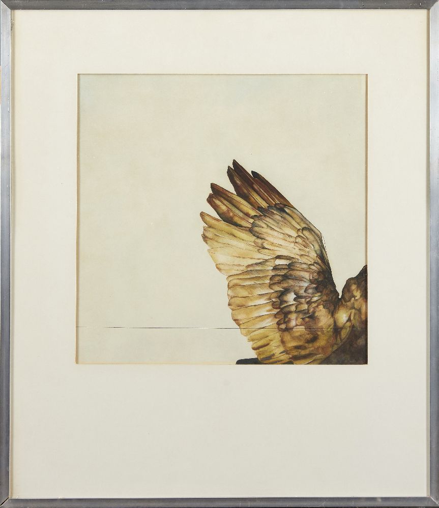 Elizabeth Butterworth, British b.1949- Eagle's wing; watercolour, 36x36cm (ARR) Provenance: - Image 3 of 3