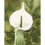 Mary Fedden OBE RA PPRWA, British 1915-2012- Single Flower Stem, 2006; watercolour, signed and