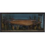 A taxidermy pike in glazed case, early 20th century, inscribed ' Pike 5 3/4lbs Caught by J.W.