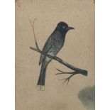 A study of a blackbird, India, late 19th century, gouache on paper, glazed and framed, 20 x 14.