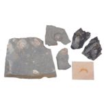 A group of fossils, comprising: three specimens containing iridescent ammonites, two white