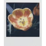 Nobuyoshi Araki, Japanese b.1940- Untitled Polaroid (tulip); unique polaroid, signed in black marker