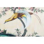 Six Chinese rice paper paintings, 19th century, including five paintings of various birds perched