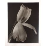 Billie Rae, British, late 20th/early 21st century- Tulip VI; bromide print, signed, titled, and