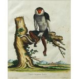 Johann Sebastian Leitner, German 1715-1795- Simia Nemaeus Linn; hand-coloured engraving, 22.5 x 18