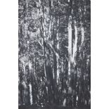 Wolfgang Tillmans, German 1968- Wald (Tierra Del Fuego) II, 2010; laser print on 160gsm wove, signed