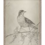 Tony Clark, Australian b.1954- Untitled (bird), 1975; pencil, signed and dated 1975 upper left,